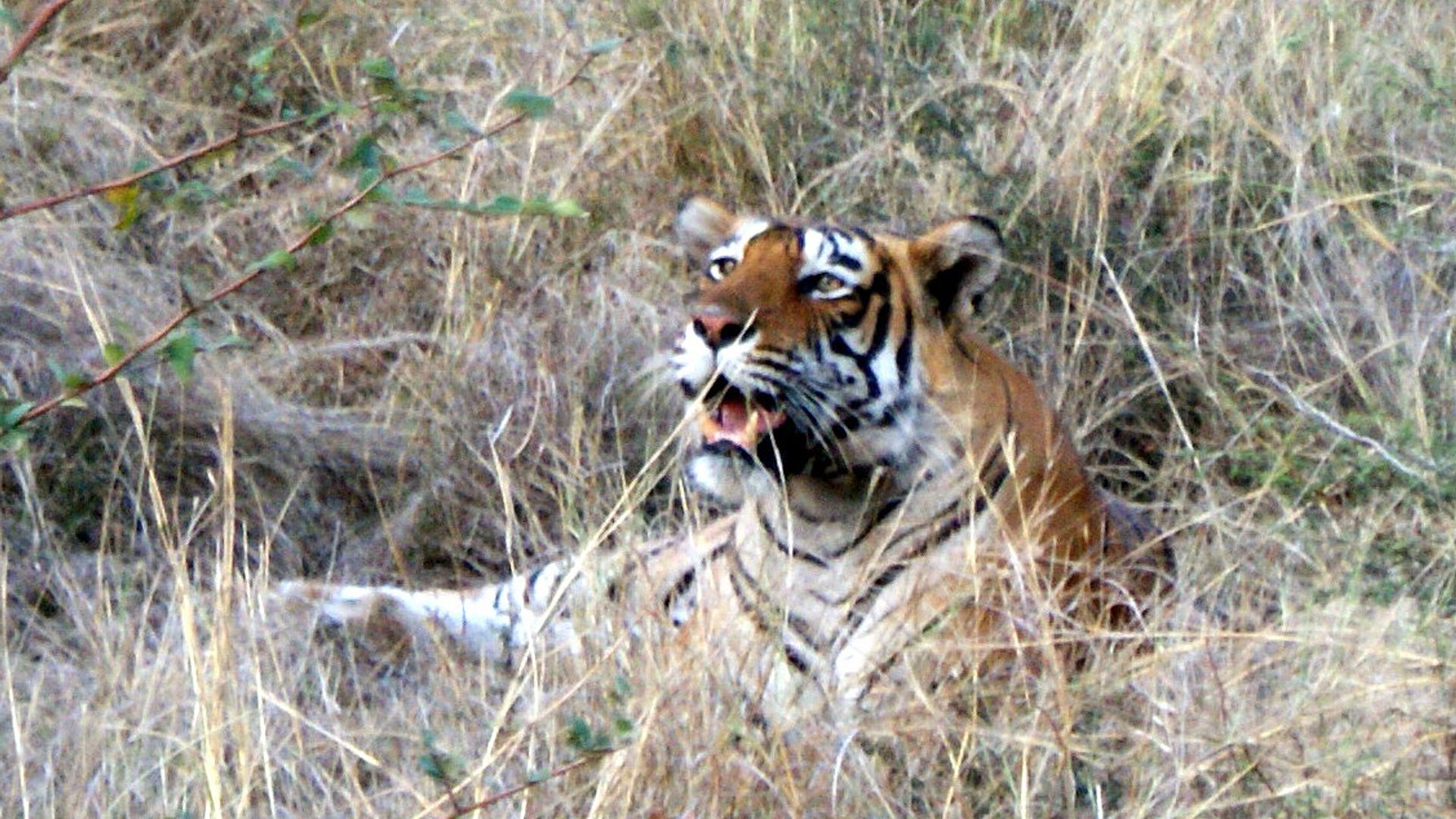 Circuit de grup - Essential India with Ranthambore on Holi, 10 zile