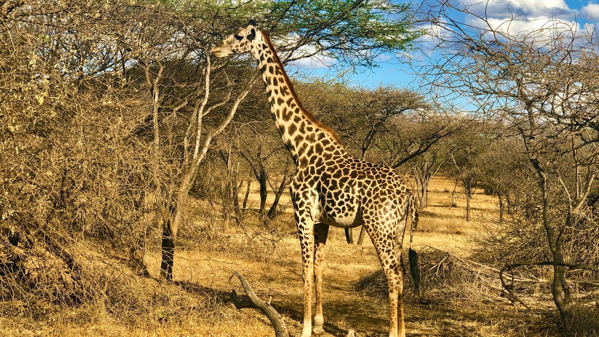 Share a Trip - Safari & plaja Kenya, 9 zile - februarie 2022