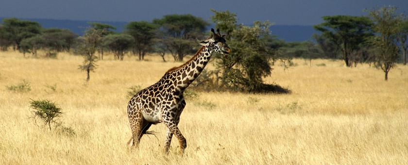 Share a Trip -  Safari Tanzania