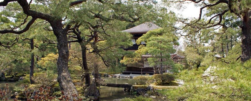 Sakura - Sarbatoarea ciresilor infloriti Japonia - martie 2021 - recomandat Razvan Pascu