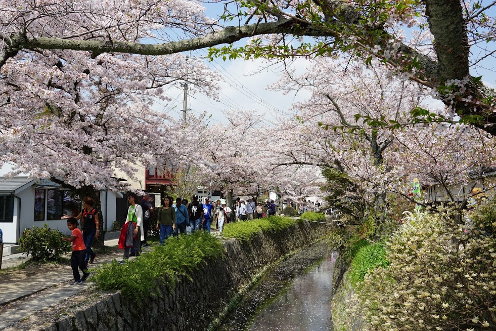 Japonia - Festivalul ciresilor in floare