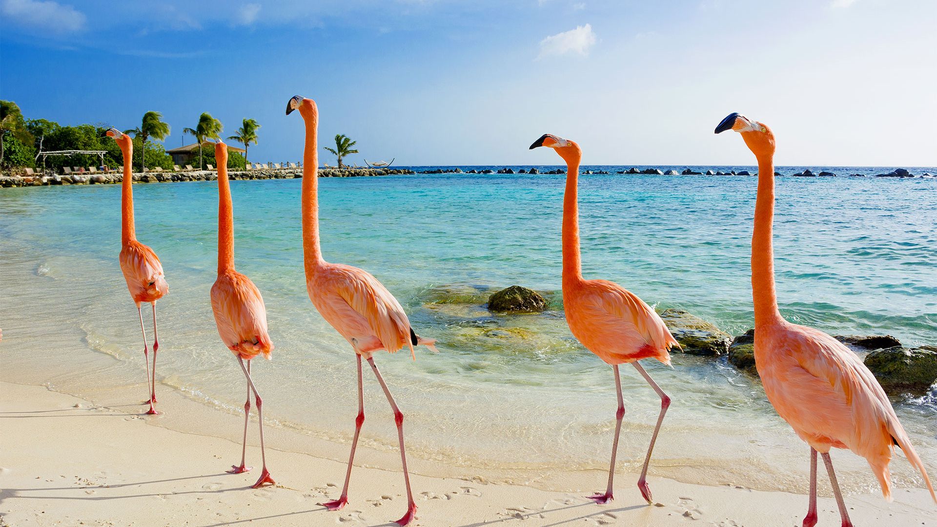 Sejur Panama City & plaja Aruba, 9 zile - mai 2023