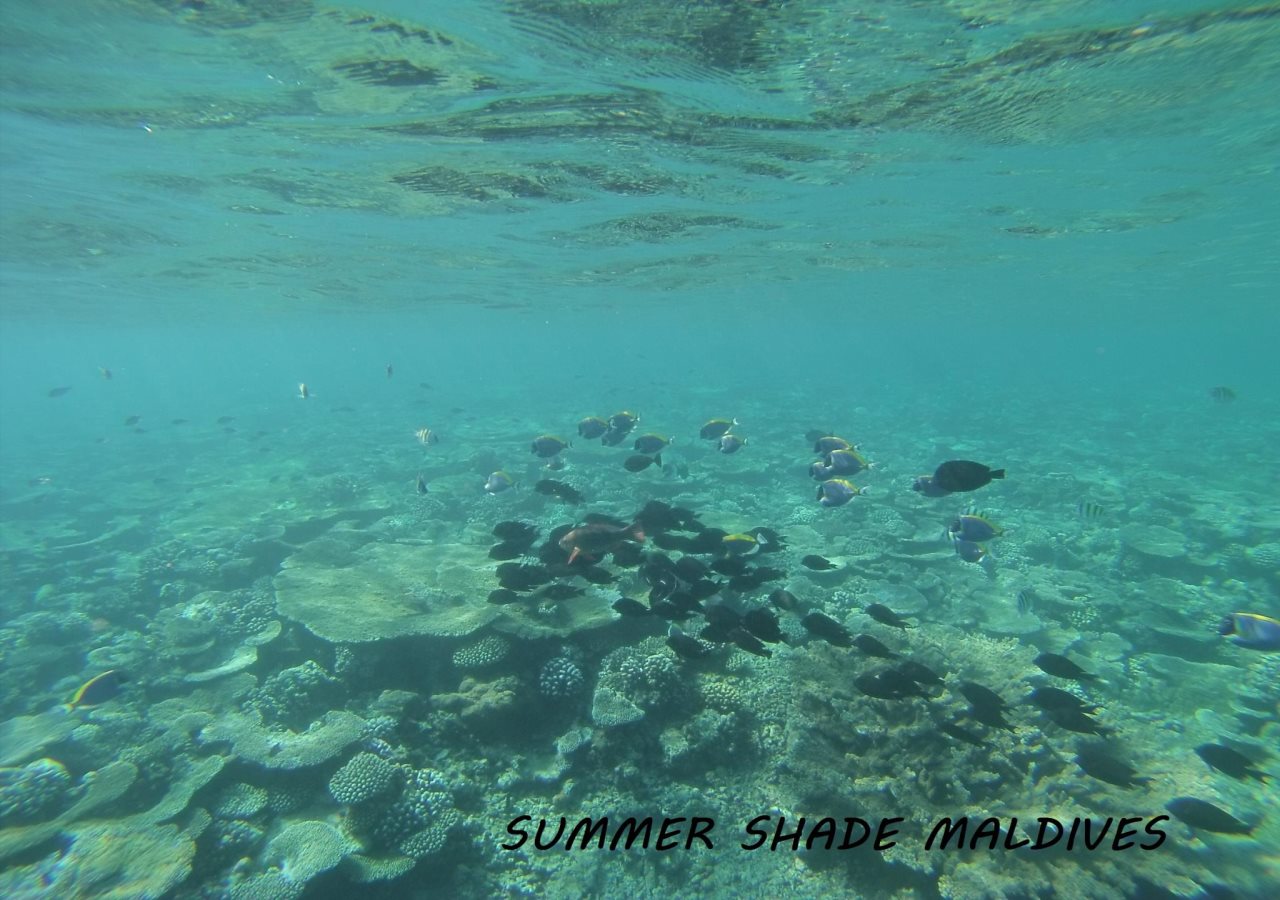 Summer Shade Maldives