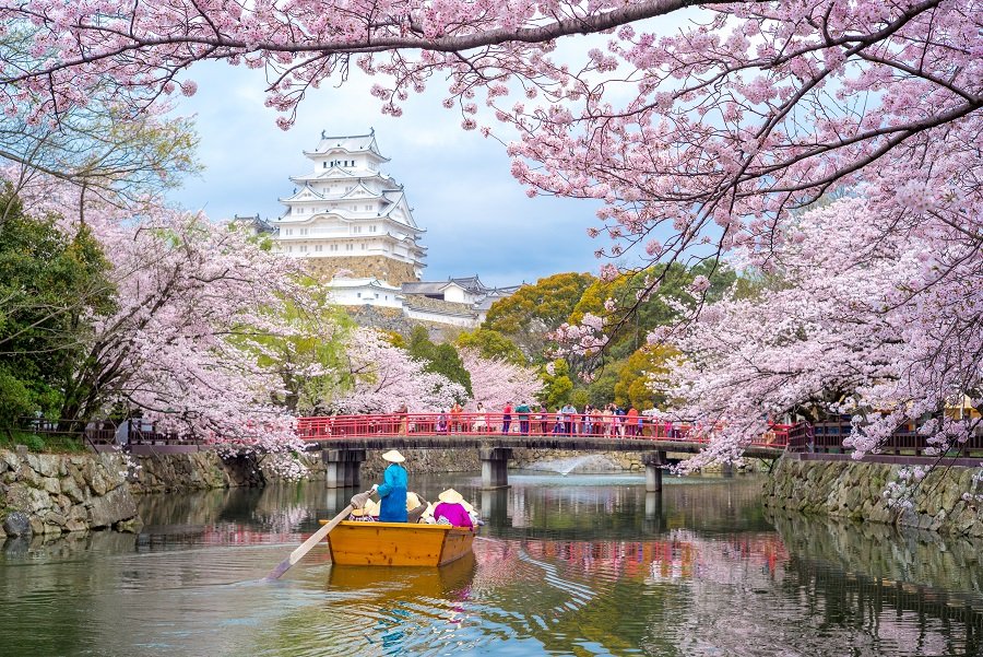 Japonia 2022- Sarbatoarea cireselor in floare