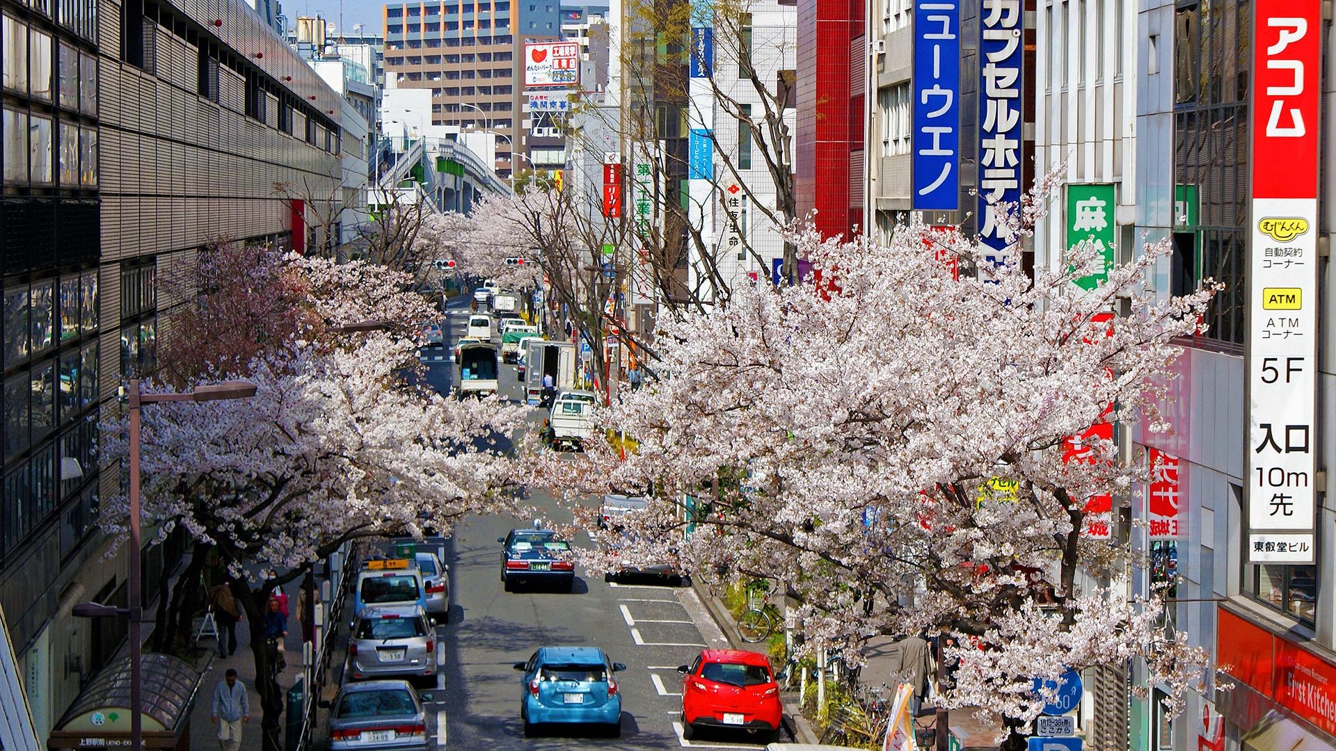 Circuit de grup - Sakura - Sarbatoarea ciresilor infloriti din Japonia, recomandat de Razvan Pascu, 10 zile - 26 martie 2023