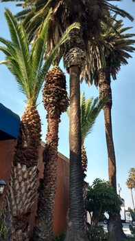 Days Inn By Wyndham Los Angeles Lax/venicebch/marina Delray