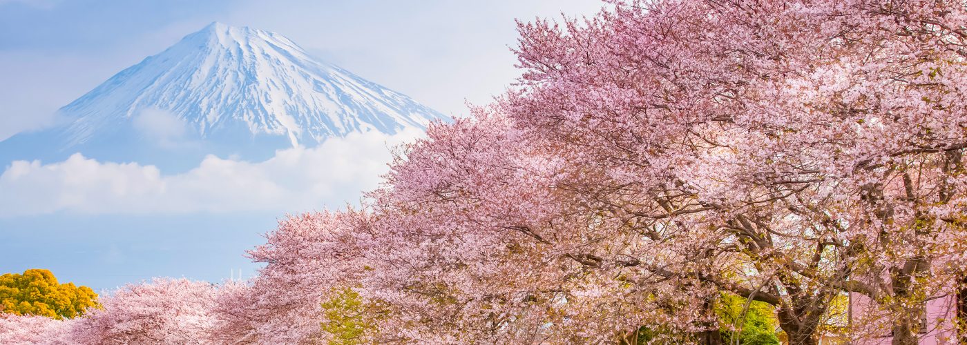 Japonia - Festivalul ciresilor in floare