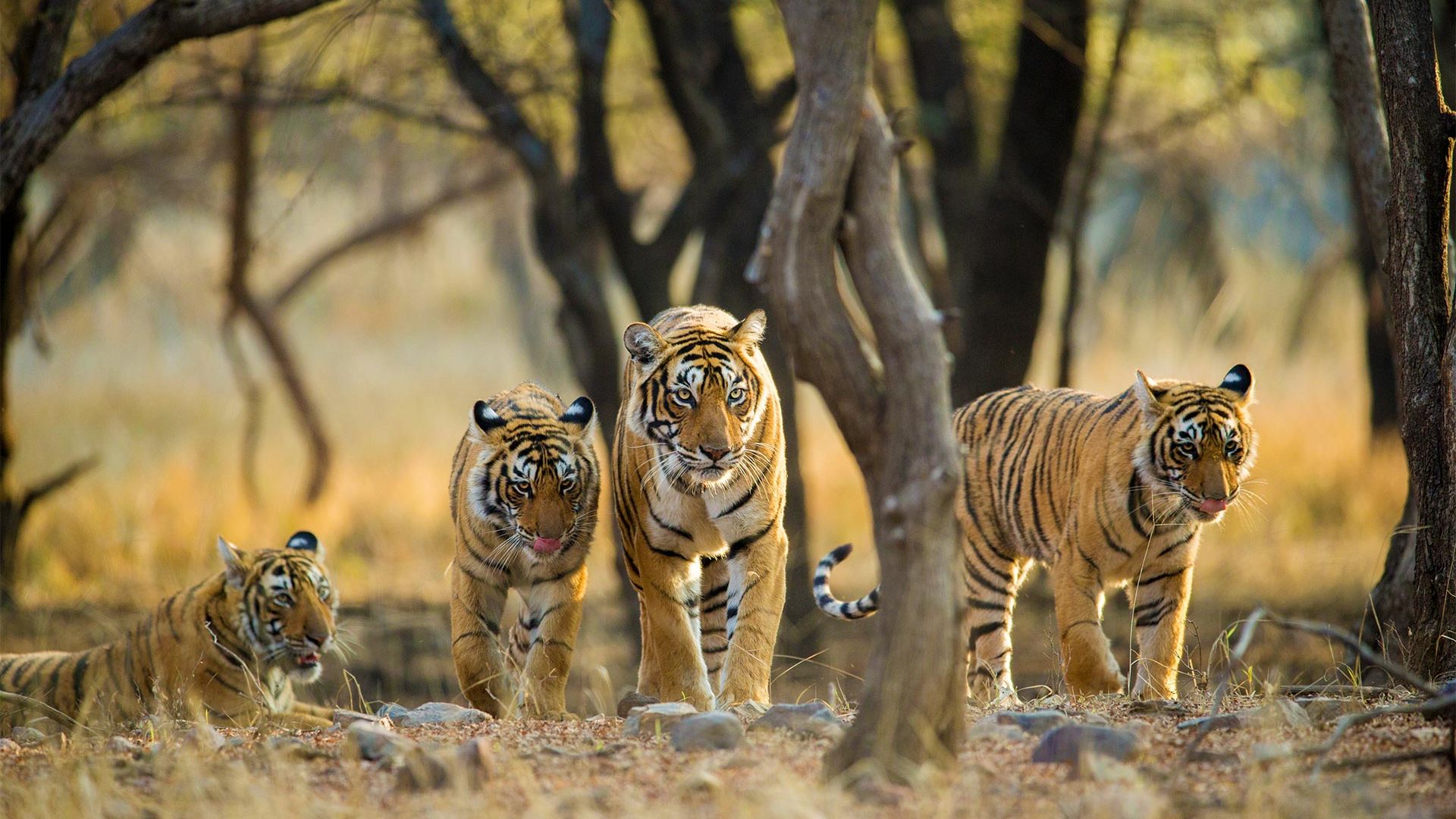 Circuit de grup - Essential India - Taj & Tigers, 9 zile
