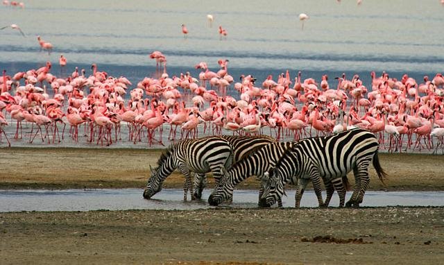 Tanzania si Zanzibar 2021 - Safari si plaja